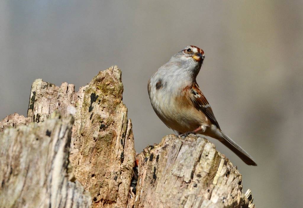 American Tree Sparrow by TheGreenHeron is licensed under CC BY-NC 2.0